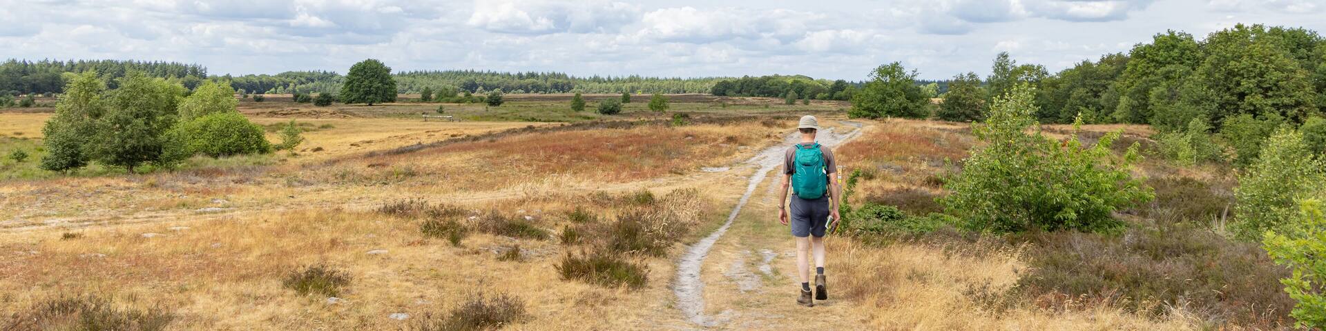 Hiking the Drenthe trail along heathland in nature park Molenveld in Exloo municipality Borger-Odoorn in Drente The Netherlands