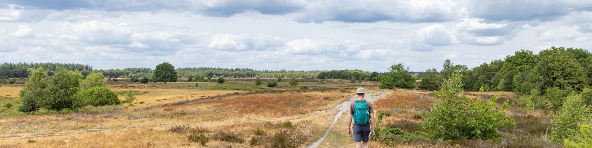 Hiking the Drenthe trail along heathland in nature park Molenveld in Exloo municipality Borger-Odoorn in Drente The Netherlands