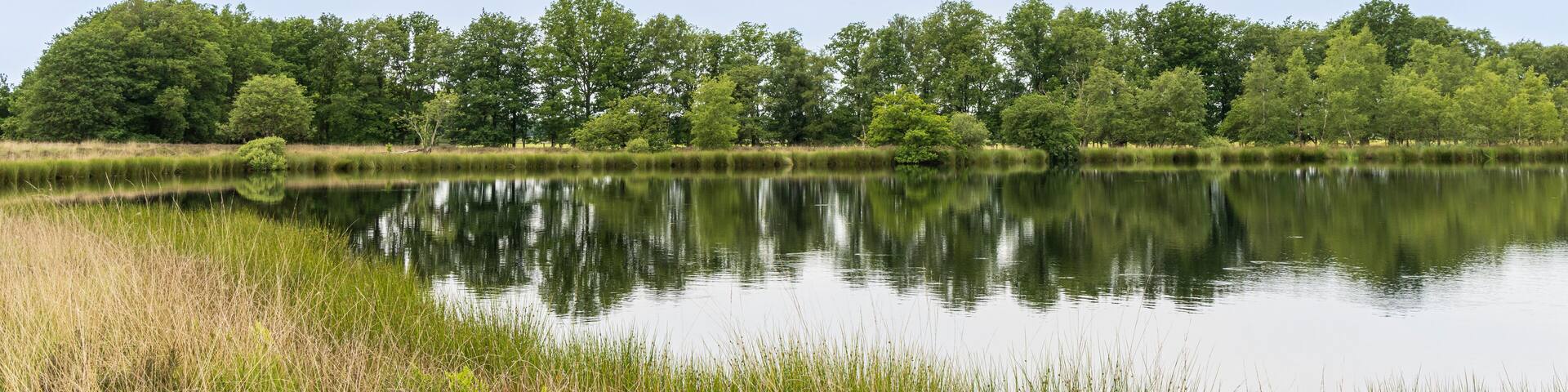 A calm lake surrounded by dense trees and tall grasses.