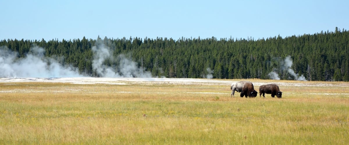 A field with bison grazing, steam rising from the ground, and a forest in the background.