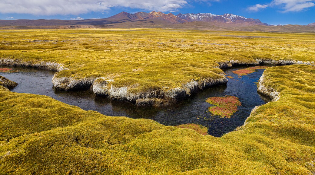 Landscape in the high Andes of northern Chile: a Bofedal with a little river and volcanoes in the background