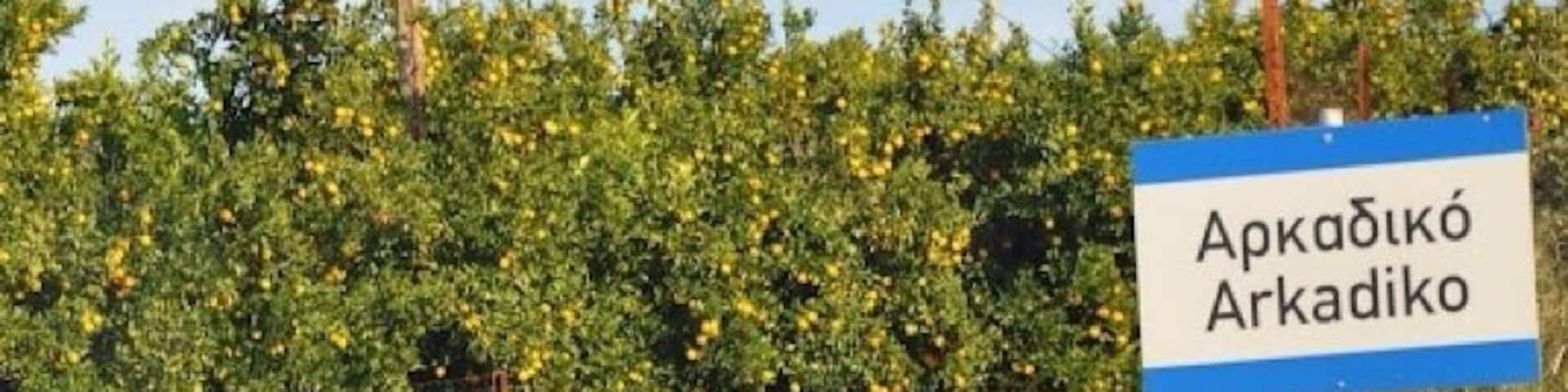 The orange groves entering Arkadiko in the Peloponnese.