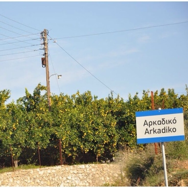 The orange groves entering Arkadiko in the Peloponnese.