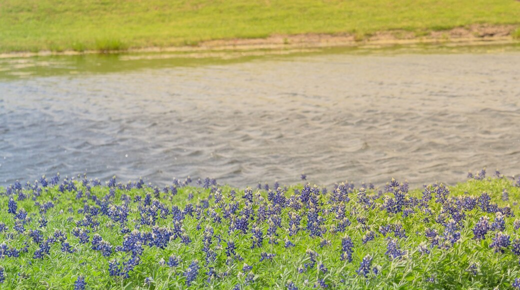 Beautiful Bluebonnets blossom along a lake at nature park in Ennis, Texas, USA. It is the state flower of Texas blooming in springtime. Wildflower meadow natural panorama background