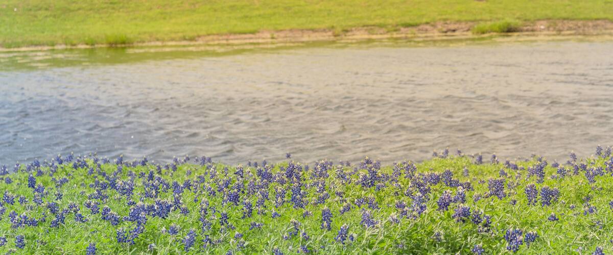 A river with a grassy bank and a field of blue flowers in the foreground.