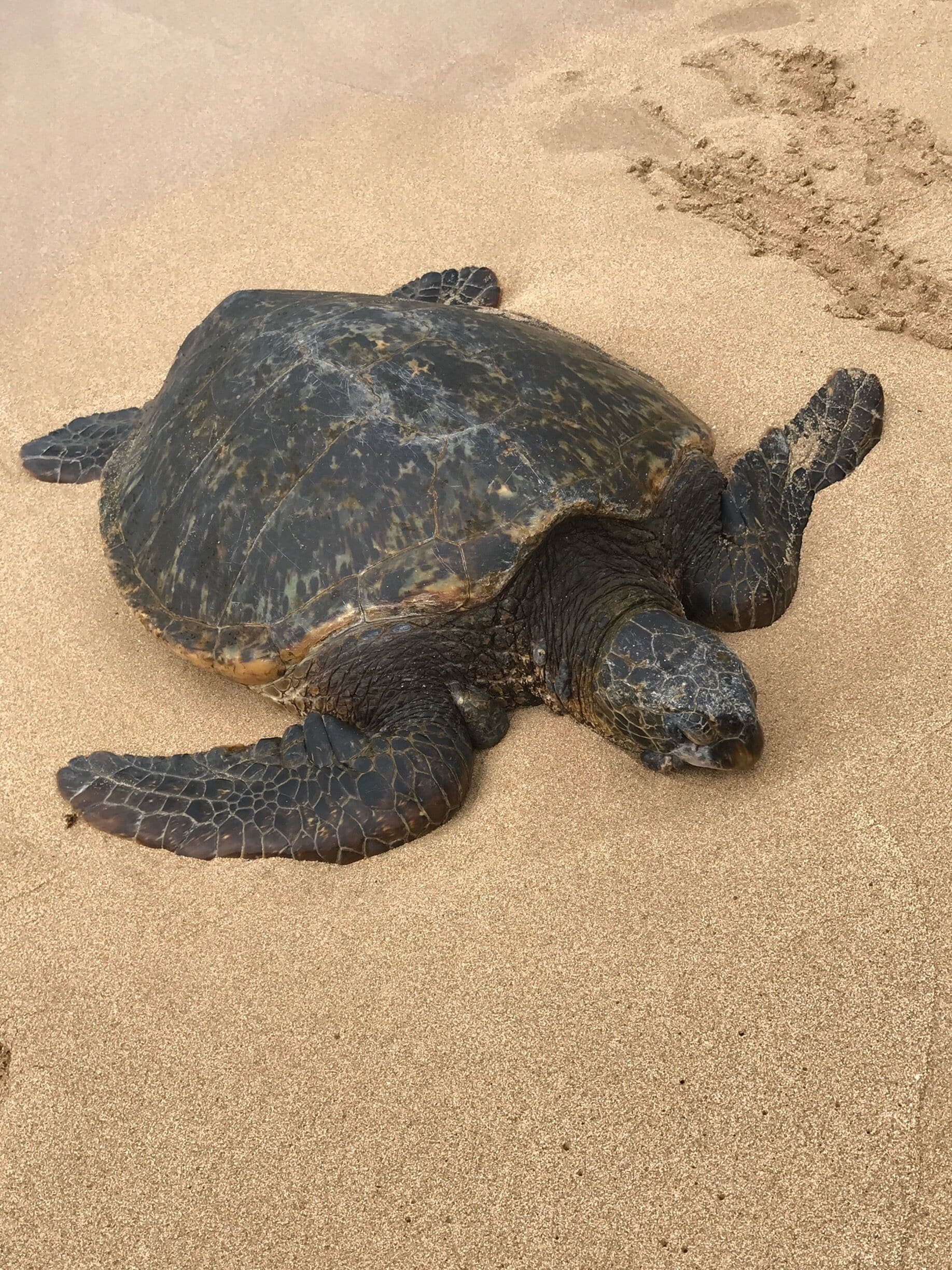A sea turtle on a sandy beach.