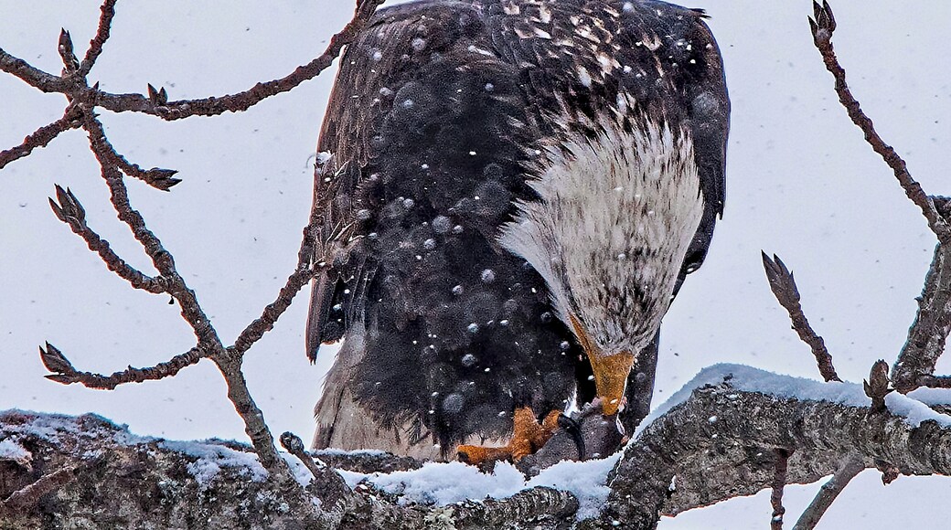 Eagles flock to Lake Coeur dAlene every December to feed on the spawning Kokanee (a land locked salmon). The snow was coming down heavy, making for difficult photography, but I was fortunate when one caught his fish, then proceeded to eat his sushi lunch in a tree not far away.
#nature
#outdoors
#wildlife
#eagle