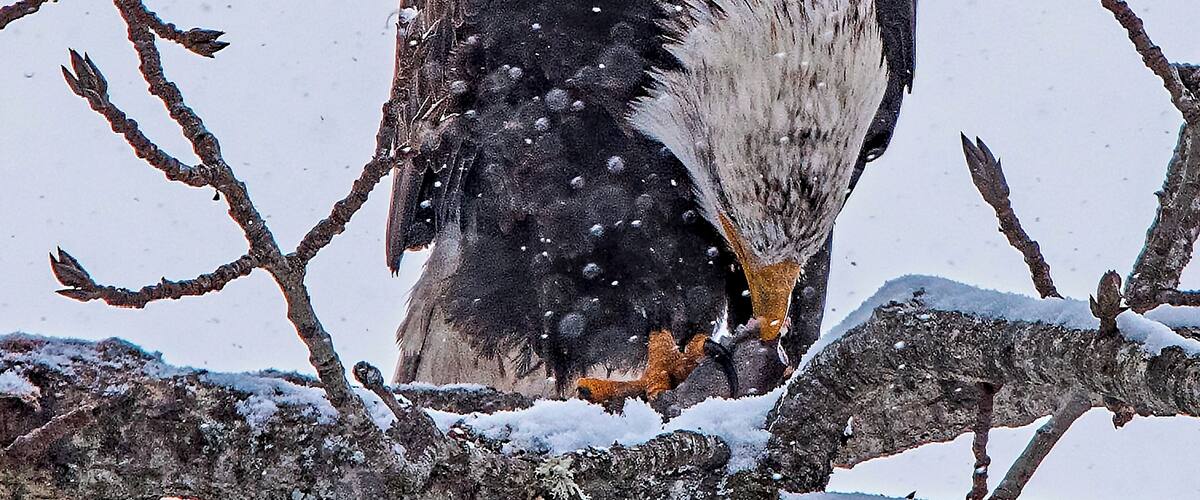 Eagles flock to Lake Coeur dAlene every December to feed on the spawning Kokanee (a land locked salmon).  The snow was coming down heavy, making for difficult photography, but I was fortunate when one caught his fish, then proceeded to eat his sushi lunch in a tree not far away.
#nature
#outdoors
#wildlife
#eagle