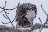 Eagles flock to Lake Coeur dAlene every December to feed on the spawning Kokanee (a land locked salmon). The snow was coming down heavy, making for difficult photography, but I was fortunate when one caught his fish, then proceeded to eat his sushi lunch in a tree not far away.
#nature
#outdoors
#wildlife
#eagle