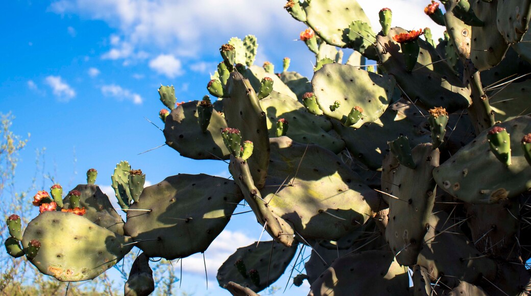 DĂ©partement de SilĂpica