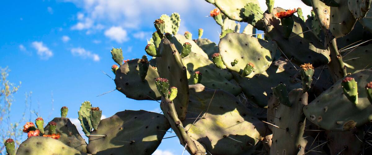 Santiago del Estero, Argentina 2019 - Cactus Flower