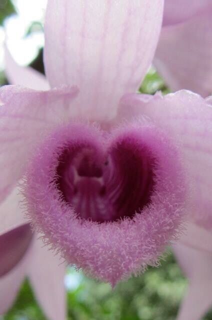 Wild orchard in the jungle