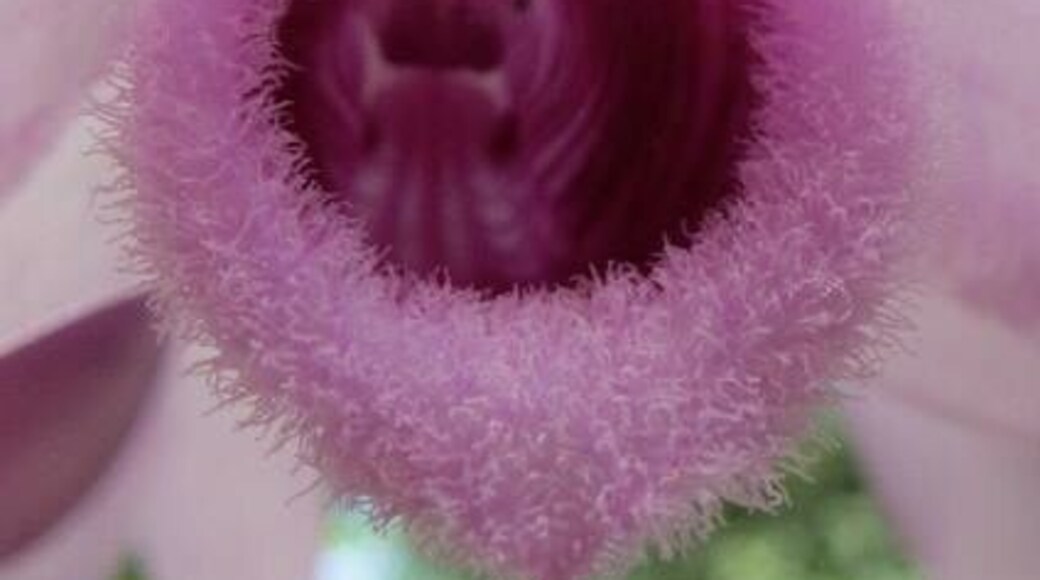 Wild orchard in the jungle