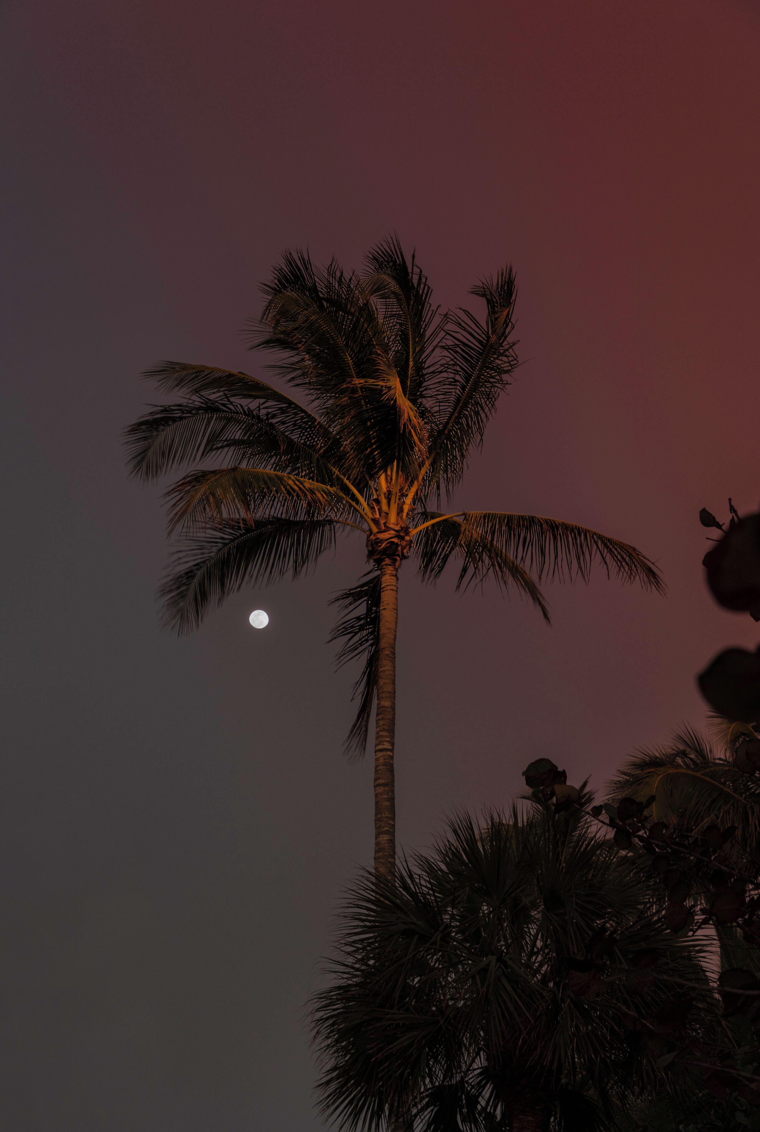 Walking back from the pier I saw the moon rising around this palm. Had to try to get it. 