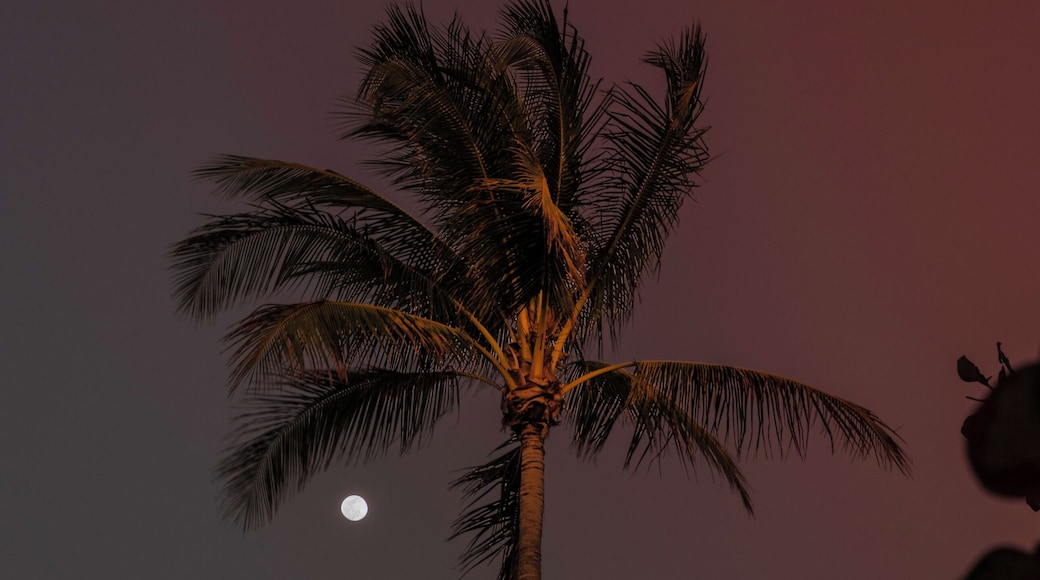 Walking back from the pier I saw the moon rising around this palm. Had to try to get it.