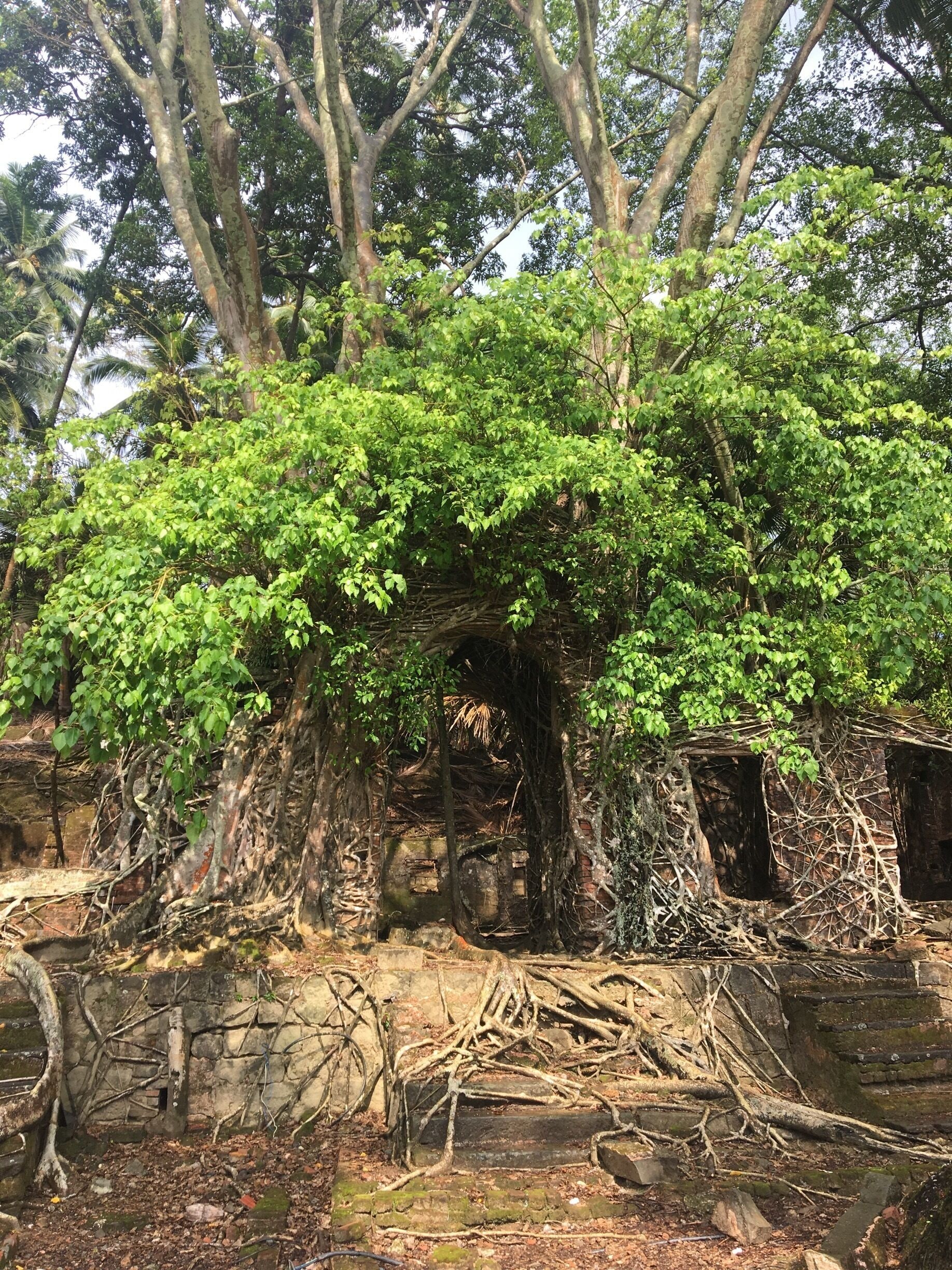 Haunting ruins of Ross Island buildings with over grown vegetation onto the buildings 

Ross Island is very popular for the ruins that can be seen here, dating back from the British occupation. The vegetation and wildlife claimed the island back once it was abandoned by its occupants