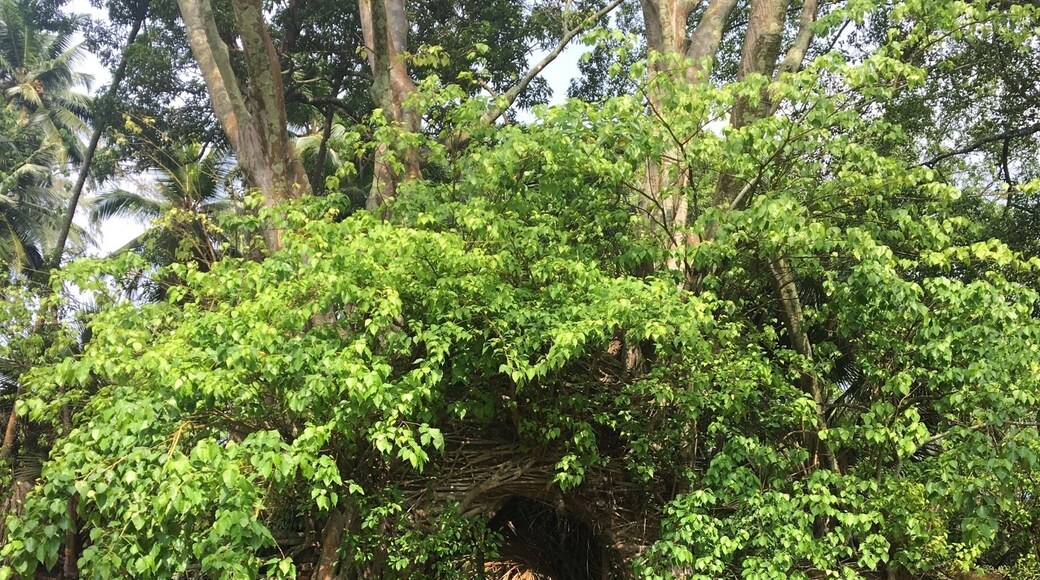 Haunting ruins of Ross Island buildings with over grown vegetation onto the buildings
Ross Island is very popular for the ruins that can be seen here, dating back from the British occupation. The vegetation and wildlife claimed the island back once it was abandoned by its occupants