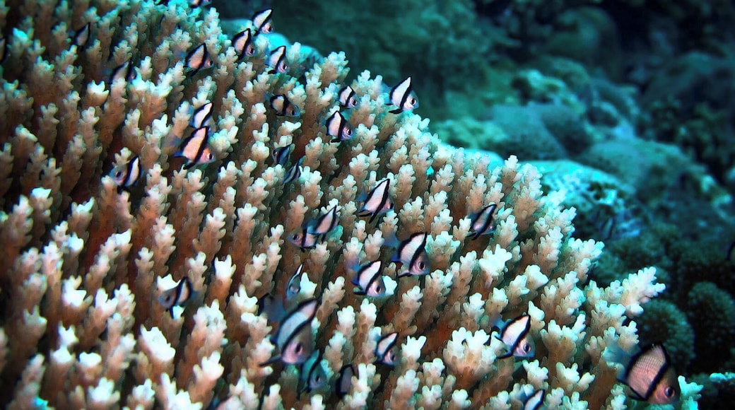 Beautiful #Paracel Islands.
美丽的西沙群岛.
https://twitter.com/Beautifulgx