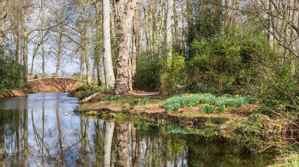 Blooming daffodil at Estate De Braak in Paterwolde Municipality Tynaarlo in Drenthe The Netherlands