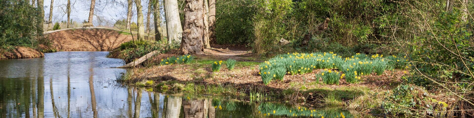 Blooming daffodil at Estate De Braak in Paterwolde Municipality Tynaarlo in Drenthe The Netherlands