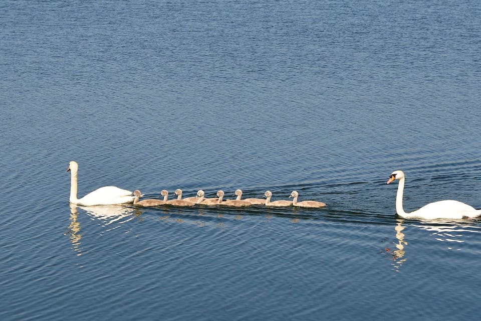 A group of swans swimming in a calm body of water.