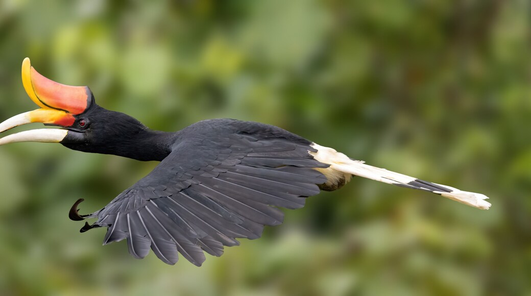 District de Selangau