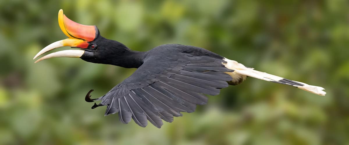 Rhinoceros Hornbill Profile Wild in Flight in the Jungle Against Green Background