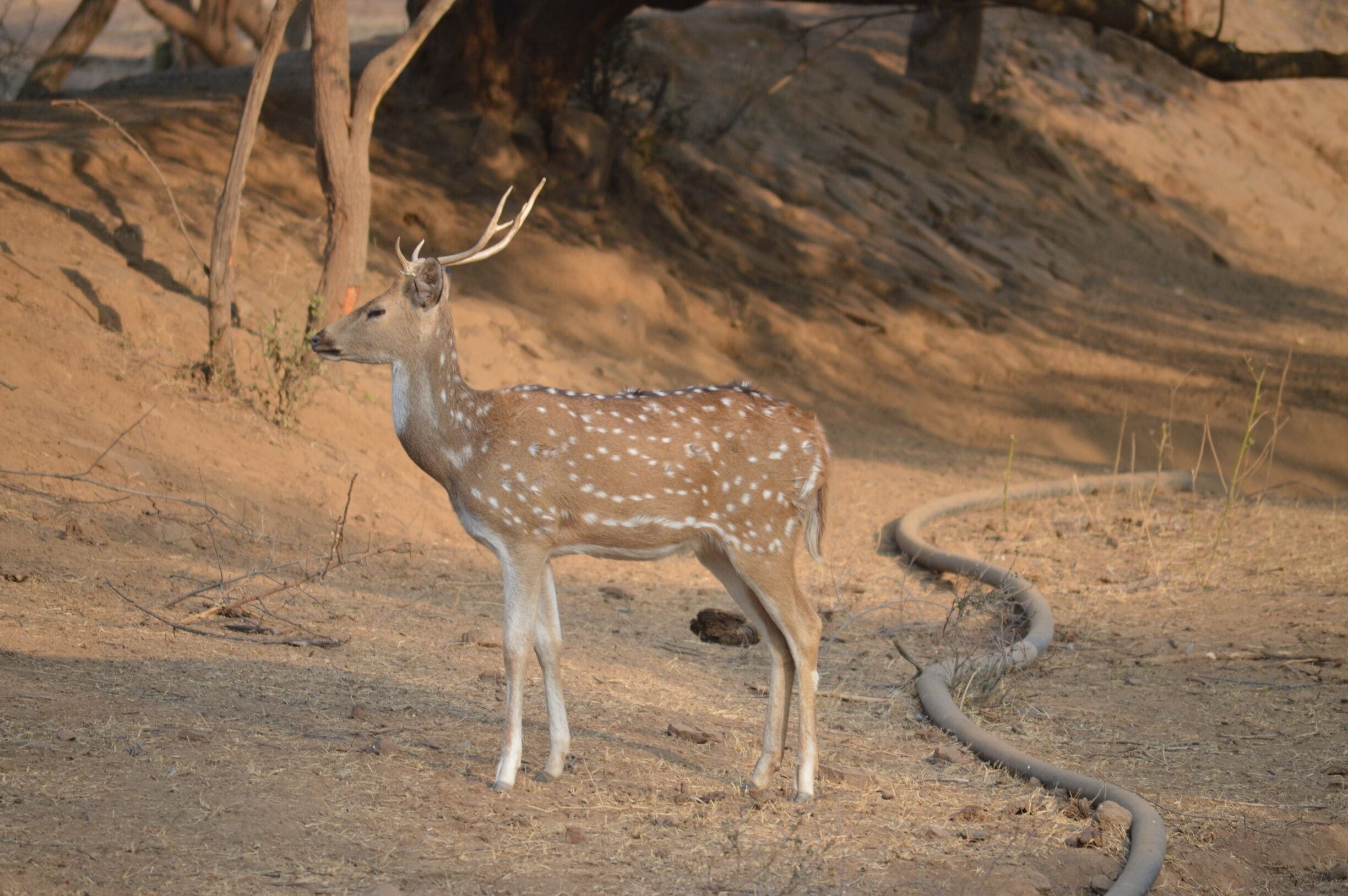 Wildlife is something that surprises you at every turn. Chital or better known as spotted deer is a species of deer that is native  in the Indian subcontinent. The perfect pose.
#Wildlife