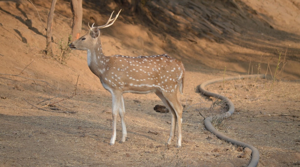 Wildlife is something that surprises you at every turn. Chital or better known as spotted deer is a species of deer that is native in the Indian subcontinent. The perfect pose.
#Wildlife