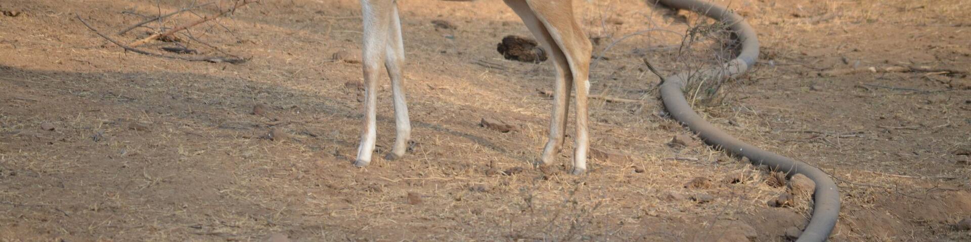 Wildlife is something that surprises you at every turn. Chital or better known as spotted deer is a species of deer that is native in the Indian subcontinent. The perfect pose.
#Wildlife