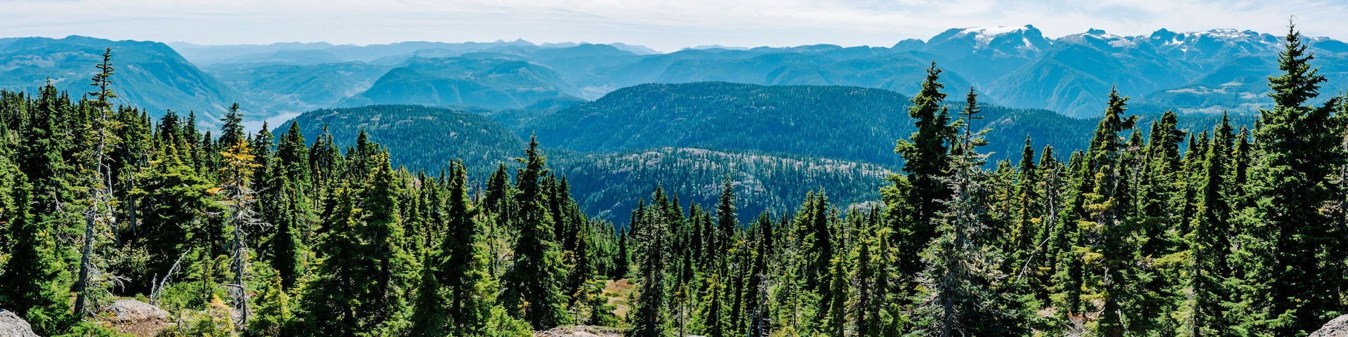 A dense forest of coniferous trees with a mountain range in the background.