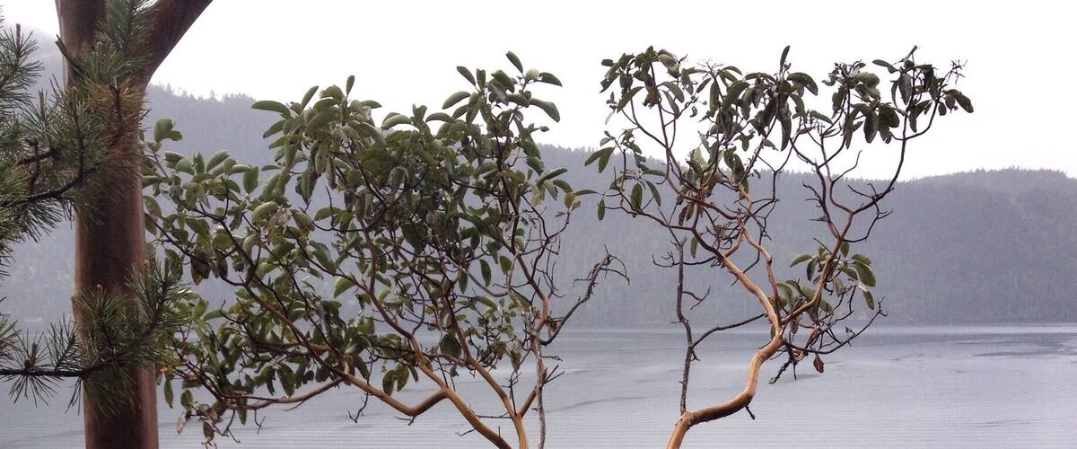 A tree branch extending over a calm lake with a forested background.