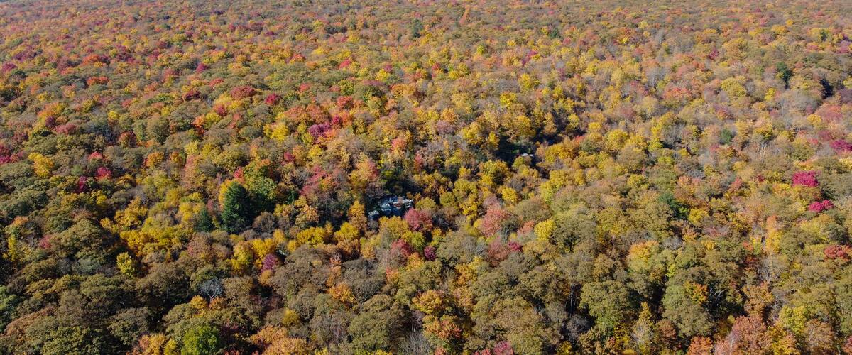 A dense forest with autumn foliage.