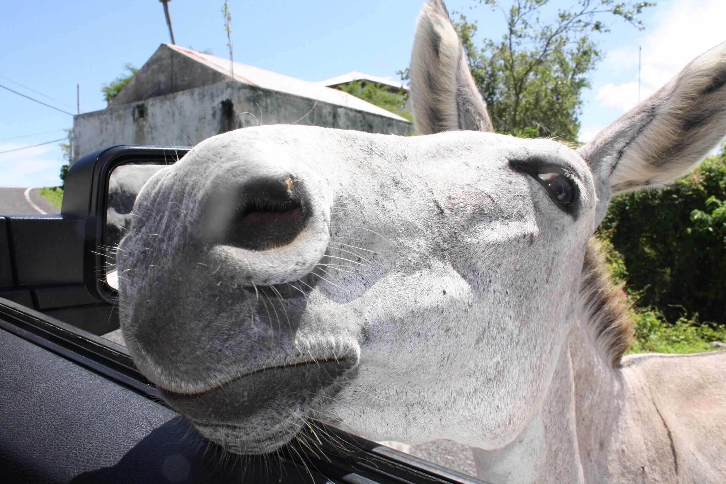 Not a super creative shot.  Just a shot of a curious and friendly island resident and a recent trip to the island of St. John!
#usvi #st john #island #animals