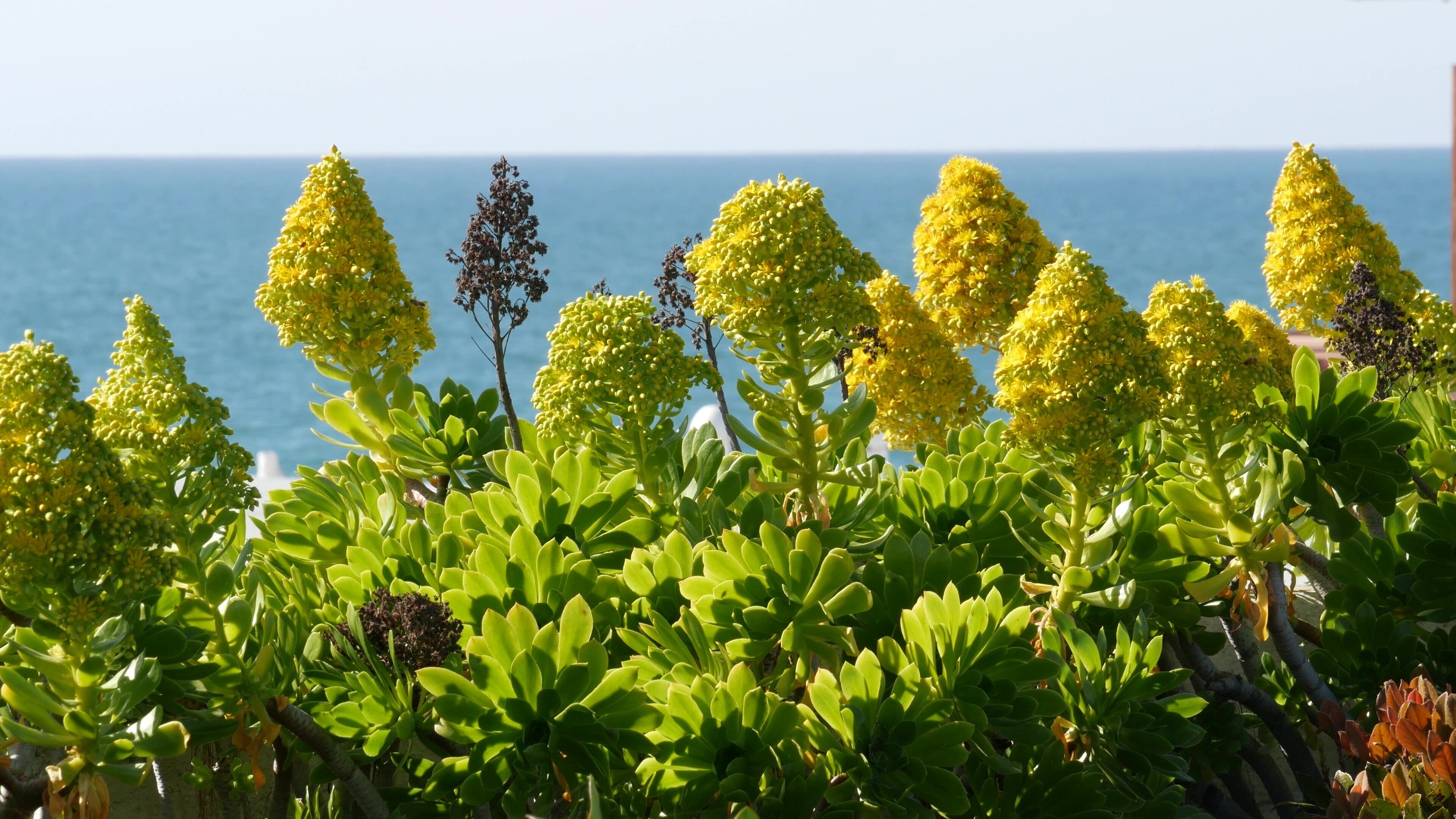 Aeonium arboreum houseleek tree yellow flower, California USA. Irish rose succulent inflorescence. Home gardening, american decorative ornamental houseplant, natural botanical ocean beach atmosphere.