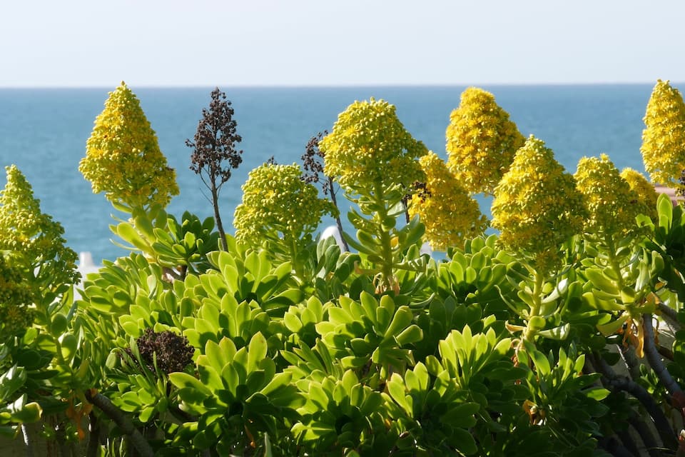 Um jardim costeiro com suculentas e plantas floridas amarelas.