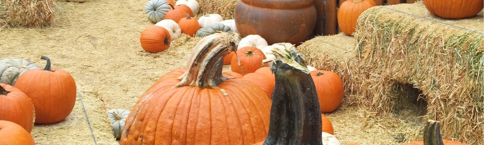 Visit Apple Hill.
More on www.ajauntwithjoy.com