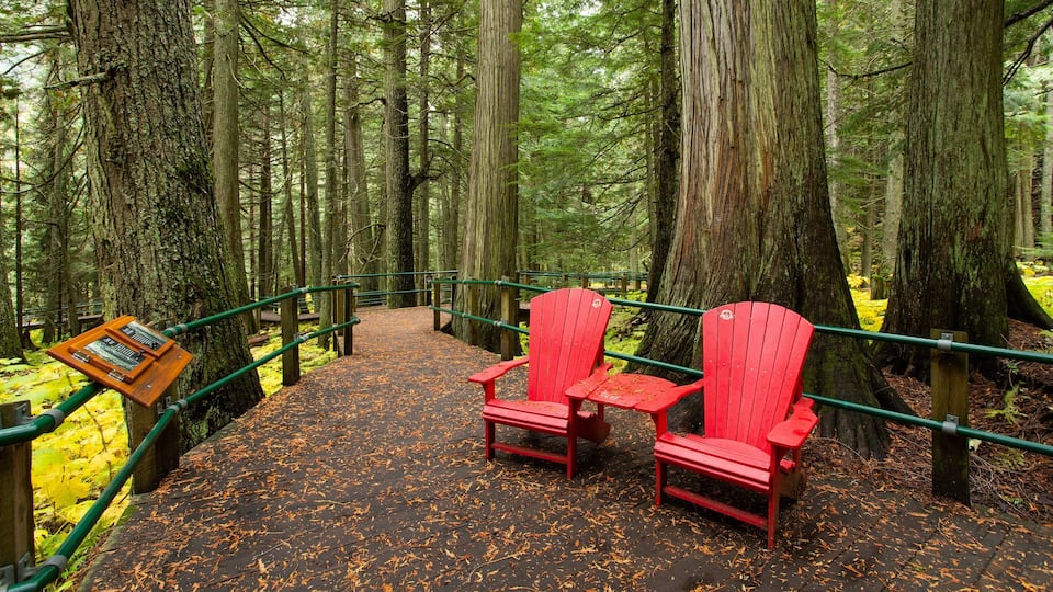 A wooden boardwalk with red Adirondack chairs and a wooden information board in a forest.