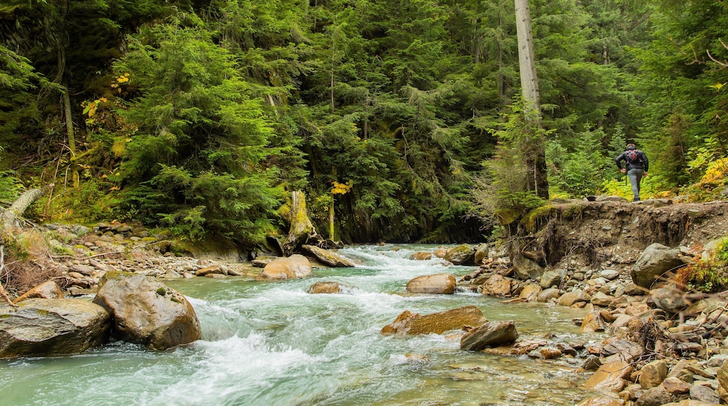 Columbia-Shuswap Regional District showing rapids, forests and a river or creek