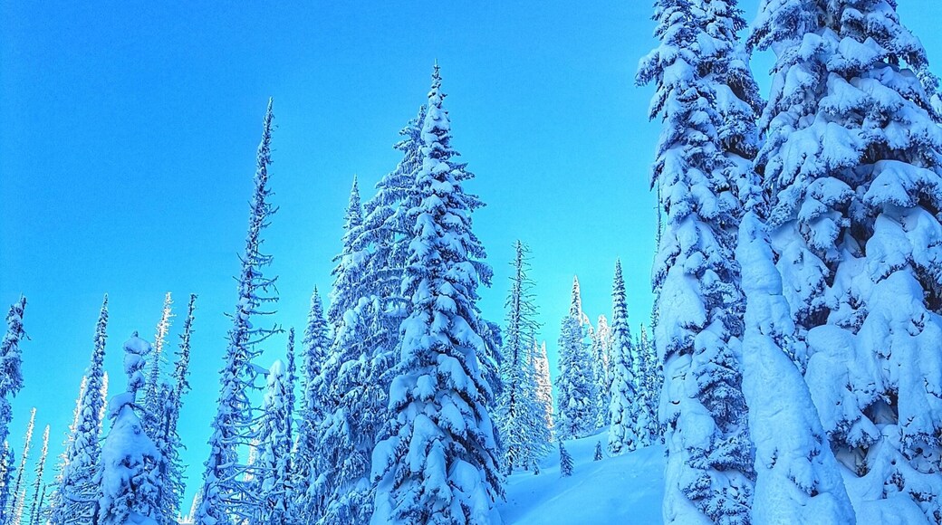 Ski touring through a winter wonderland in the backcountry near Revelstoke, BC. What a great way to spend the day! #WinterWonders #winterwonderland