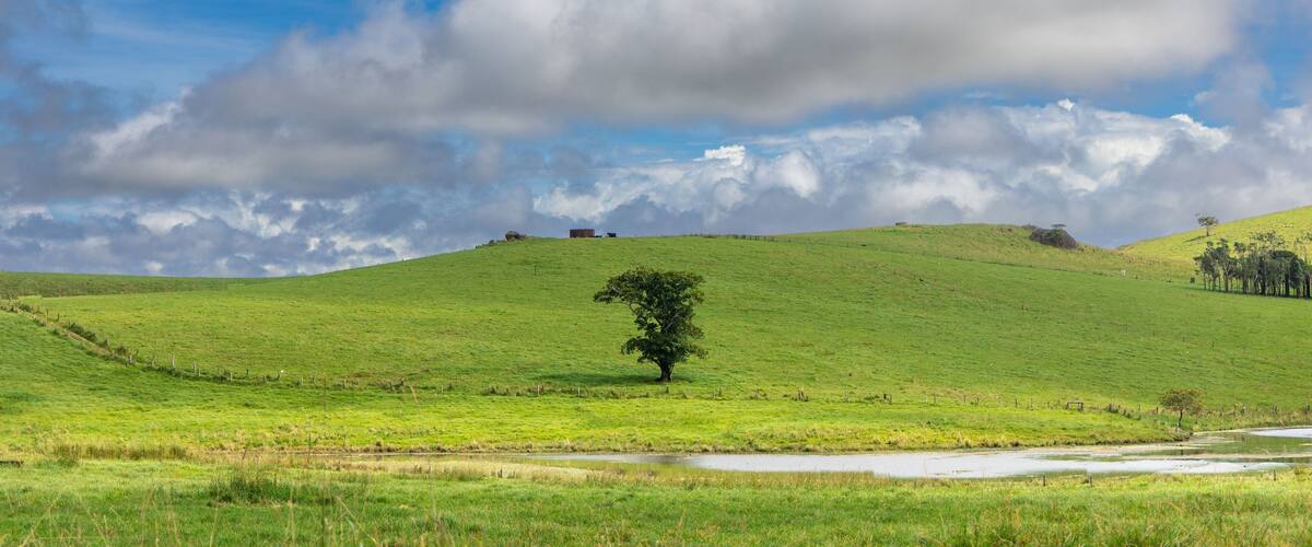 A green hill with a single tree, a small pond, and a fence.
