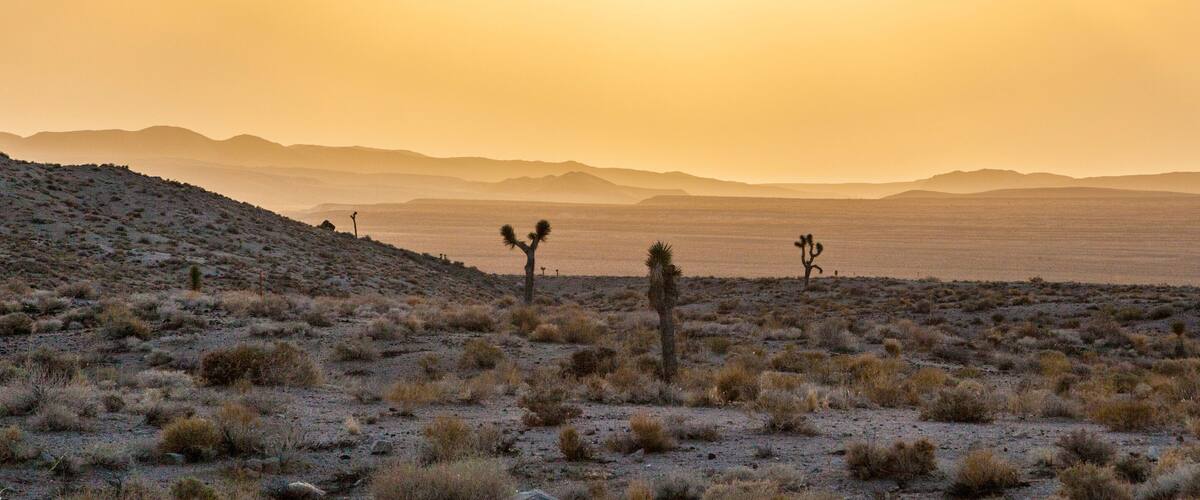 A desert landscape with sparse vegetation and three Joshua trees in the foreground.