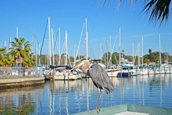 A great blue Heron hangs out on the pier at the Gulfport marina