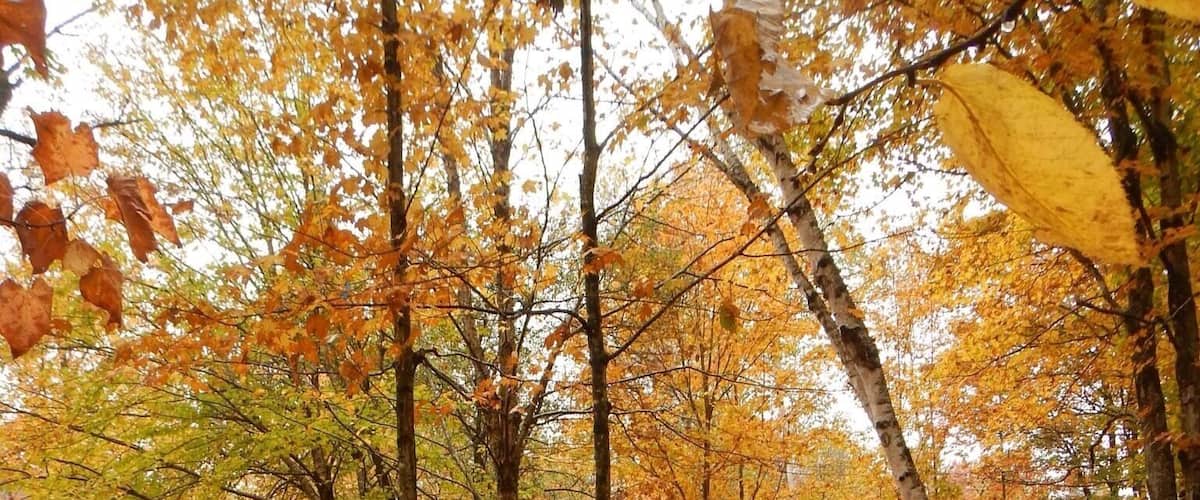 The forest floor in Wester. Maine
