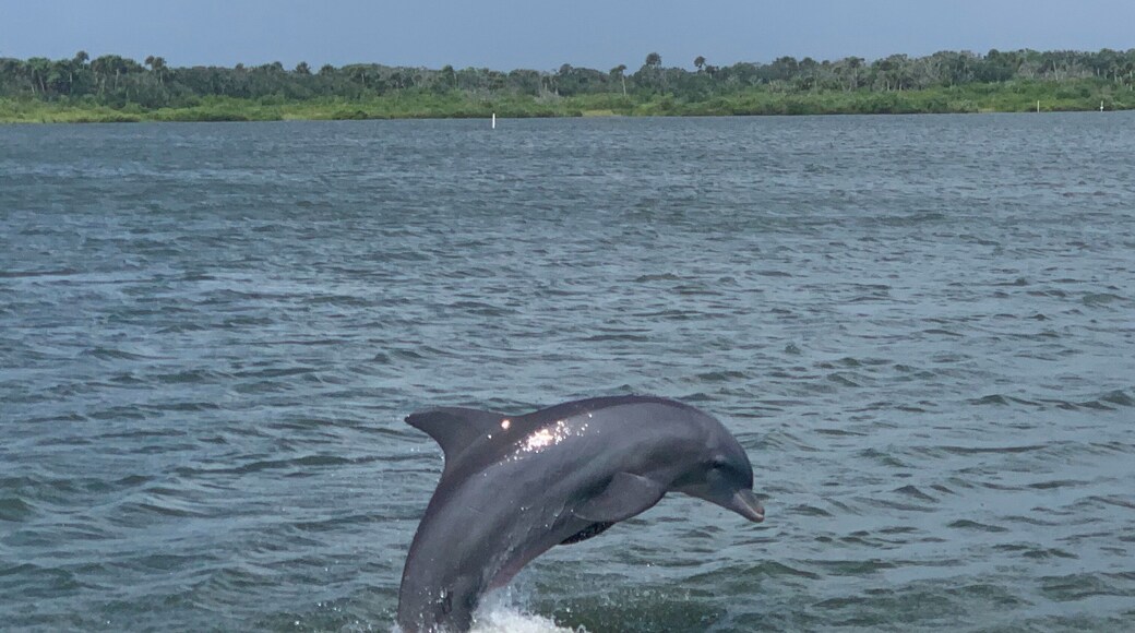 A day of boating enjoying the porpoises(dolphins) playing.