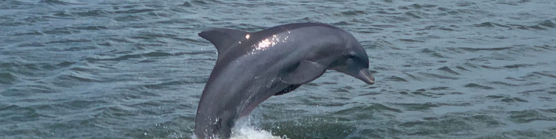 A day of boating enjoying the porpoises(dolphins) playing.