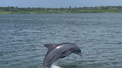 A day of boating enjoying the porpoises(dolphins) playing.