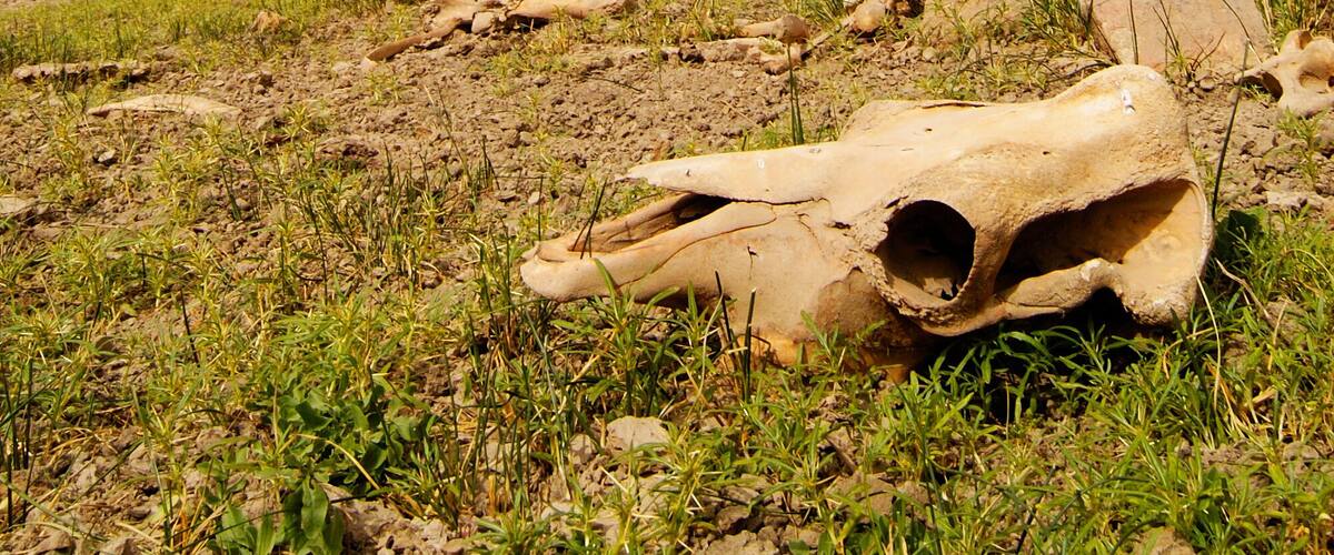 Cow Skull in Rio Pinturas Valley, Patagonia
