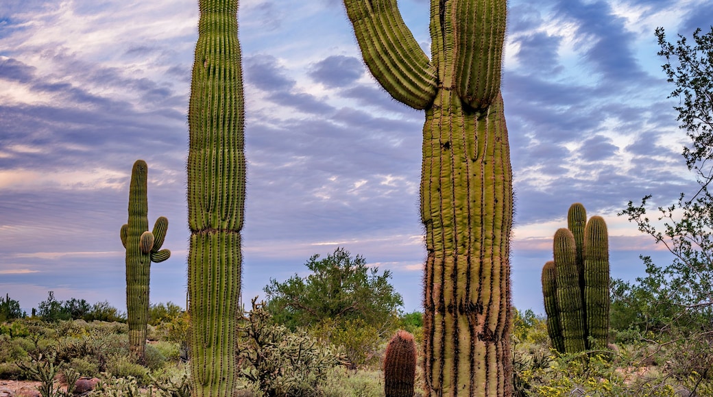 Saguaro cactus at dusk in the desert hills near Phoenix Arizona