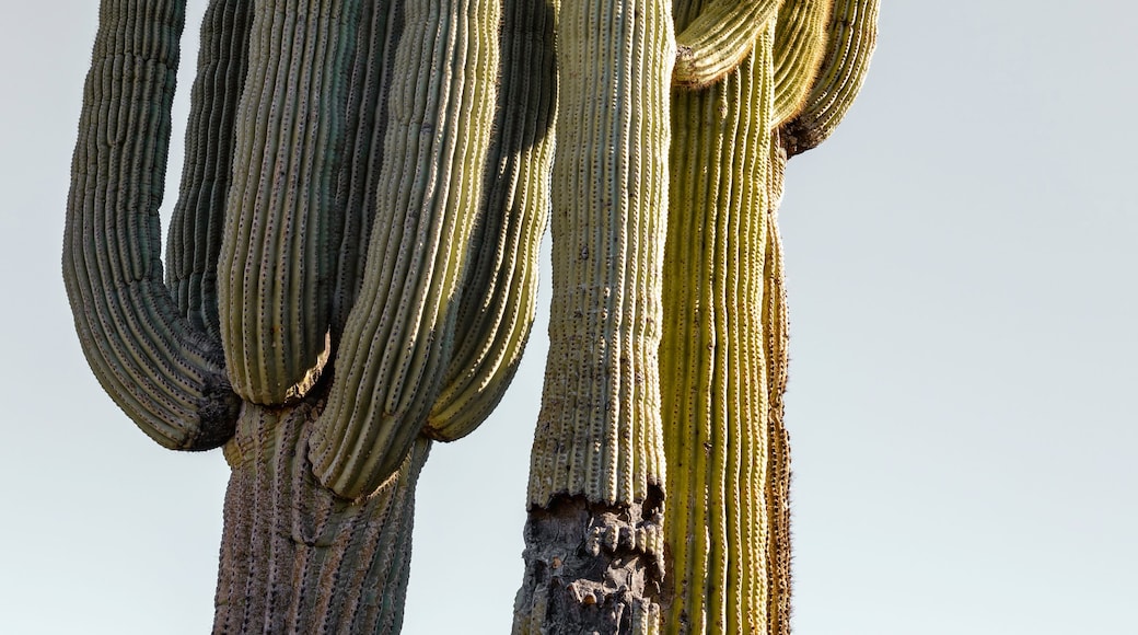 Saguaro Cactus close-up on the arid desert hill in Anthem, near Phoenix, Arizona